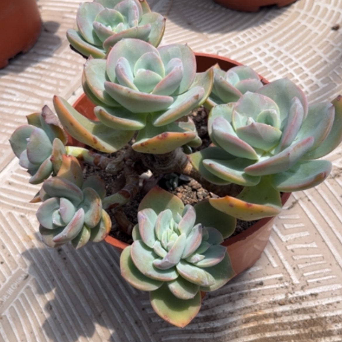 【闪购商品】凤植物