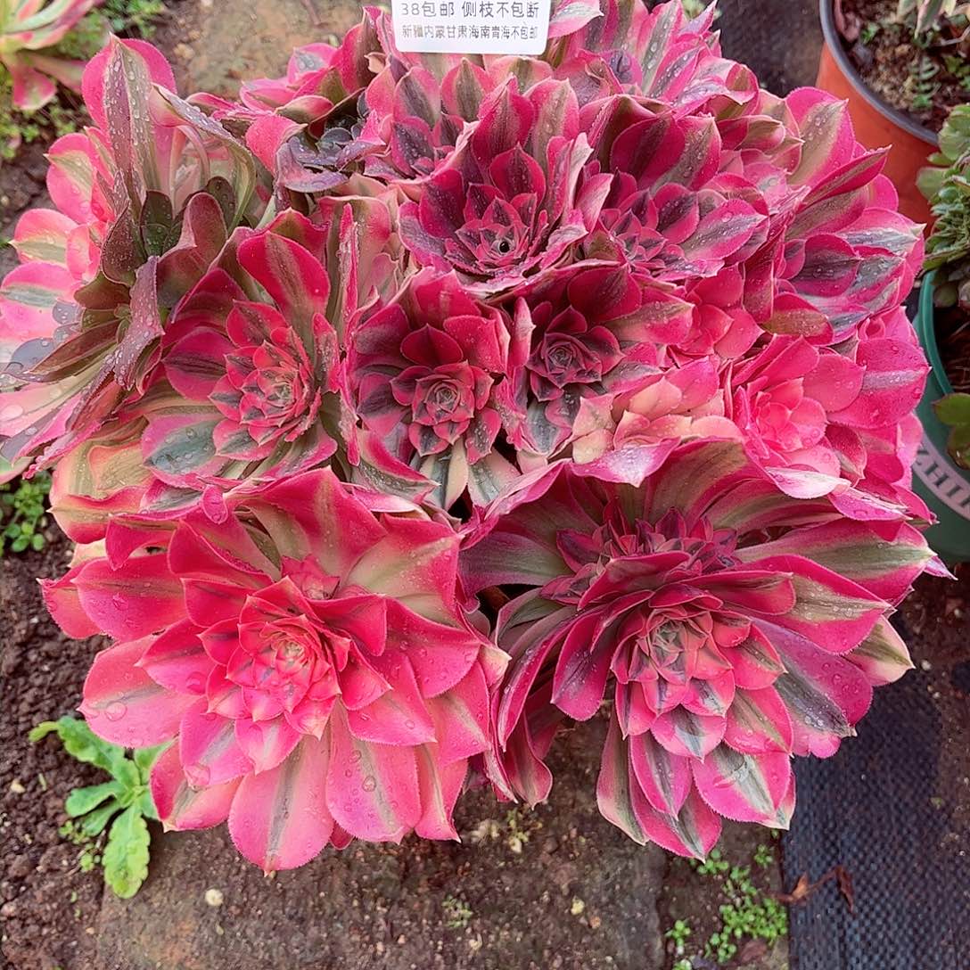 1棚法师0008881226女郎