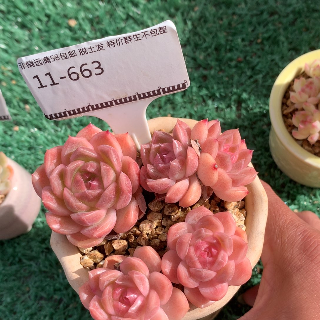 珍妮老桩自然群58包邮不包整