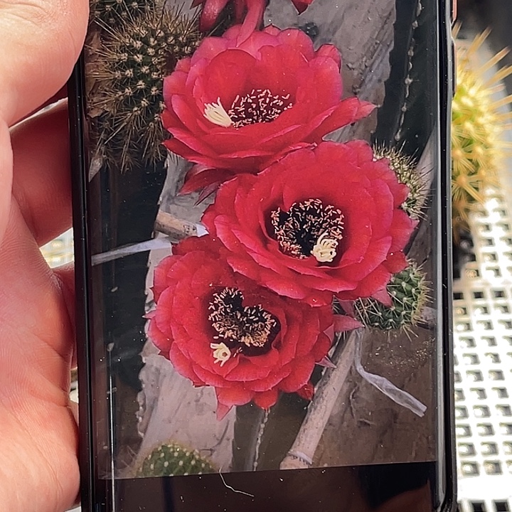 毛 红星侧芽 歪 满20包邮6公分