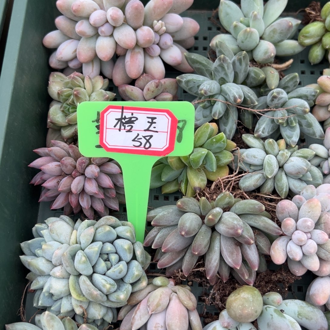 ****玉榕玉58。           