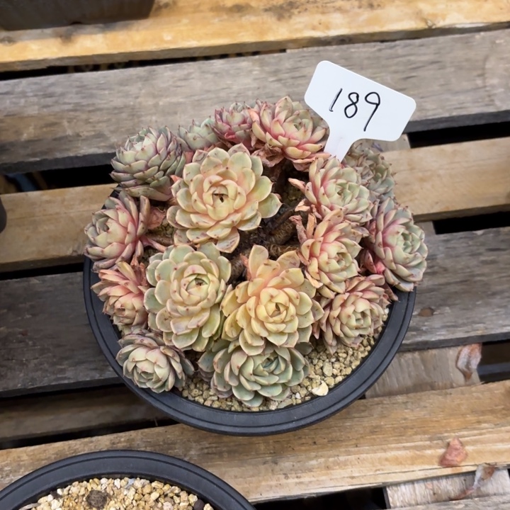 困***多肉植物，笨吧蒂斯189号