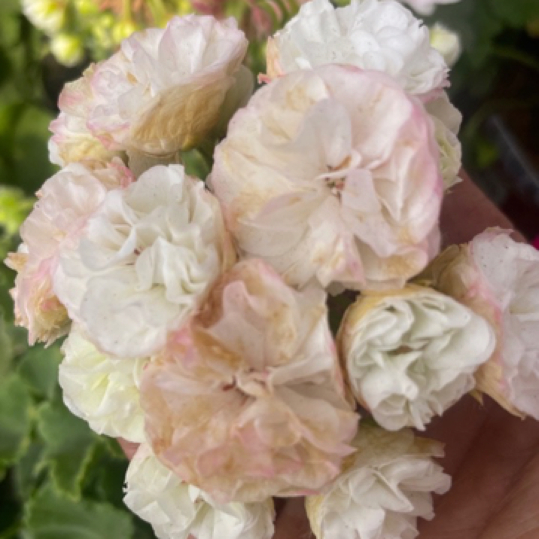 《满月》重瓣仙气飘飘耐热勤花品种