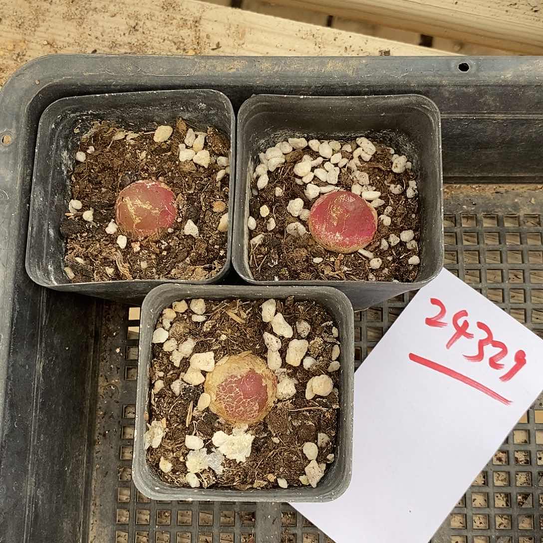 24321。  红灯泡3颗。