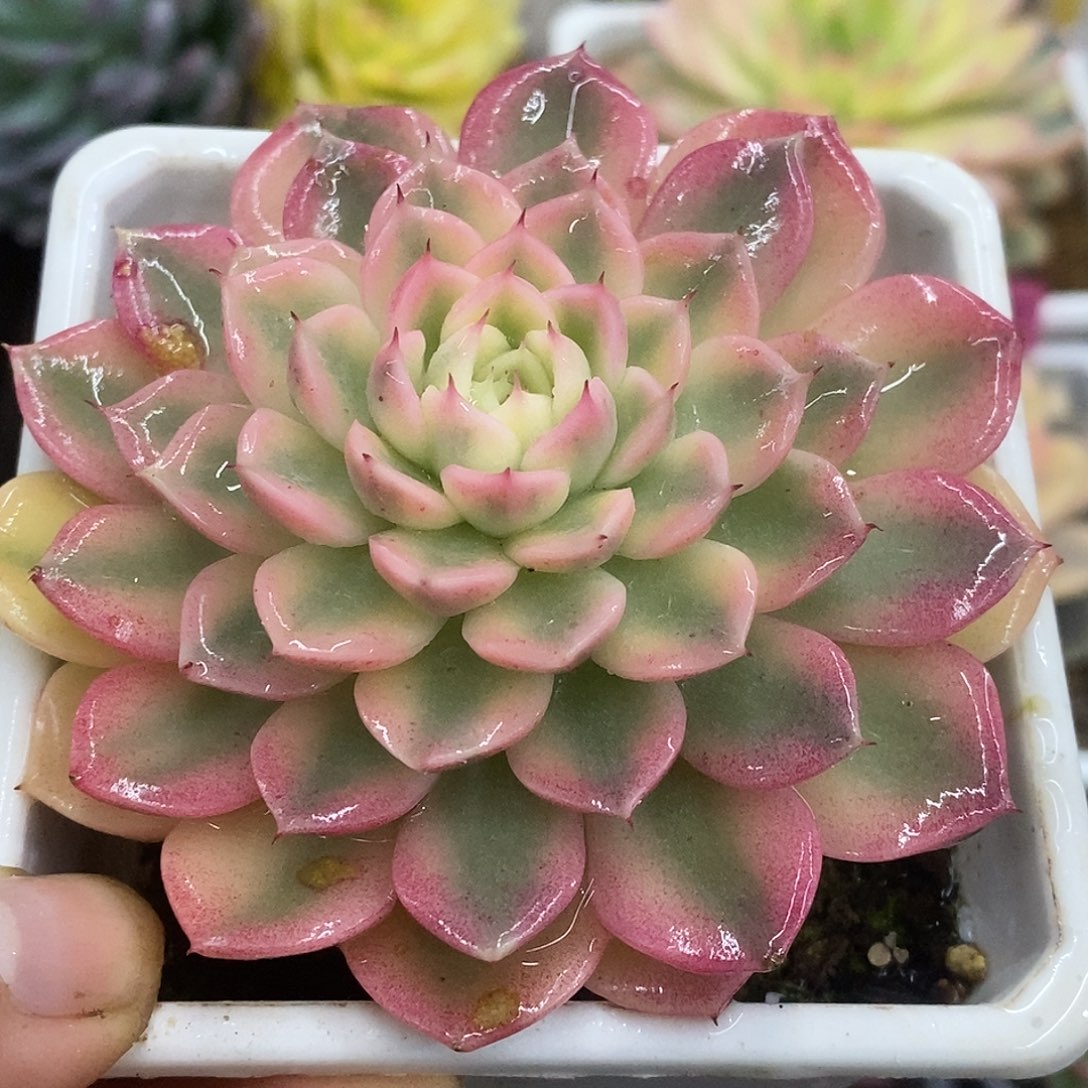 675纱罗姬杂哈哈哈哈