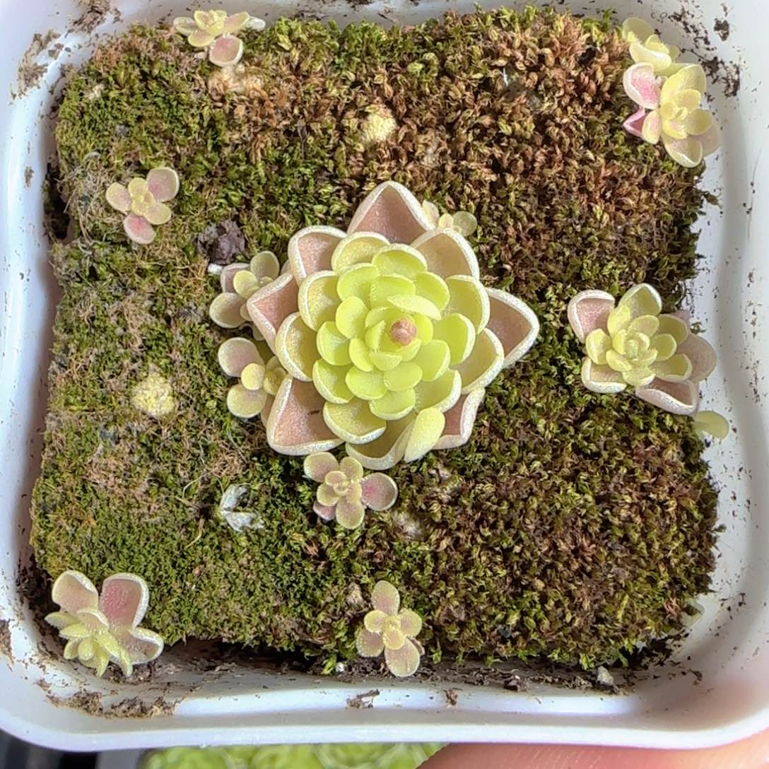 多肉1224-145捕虫堇