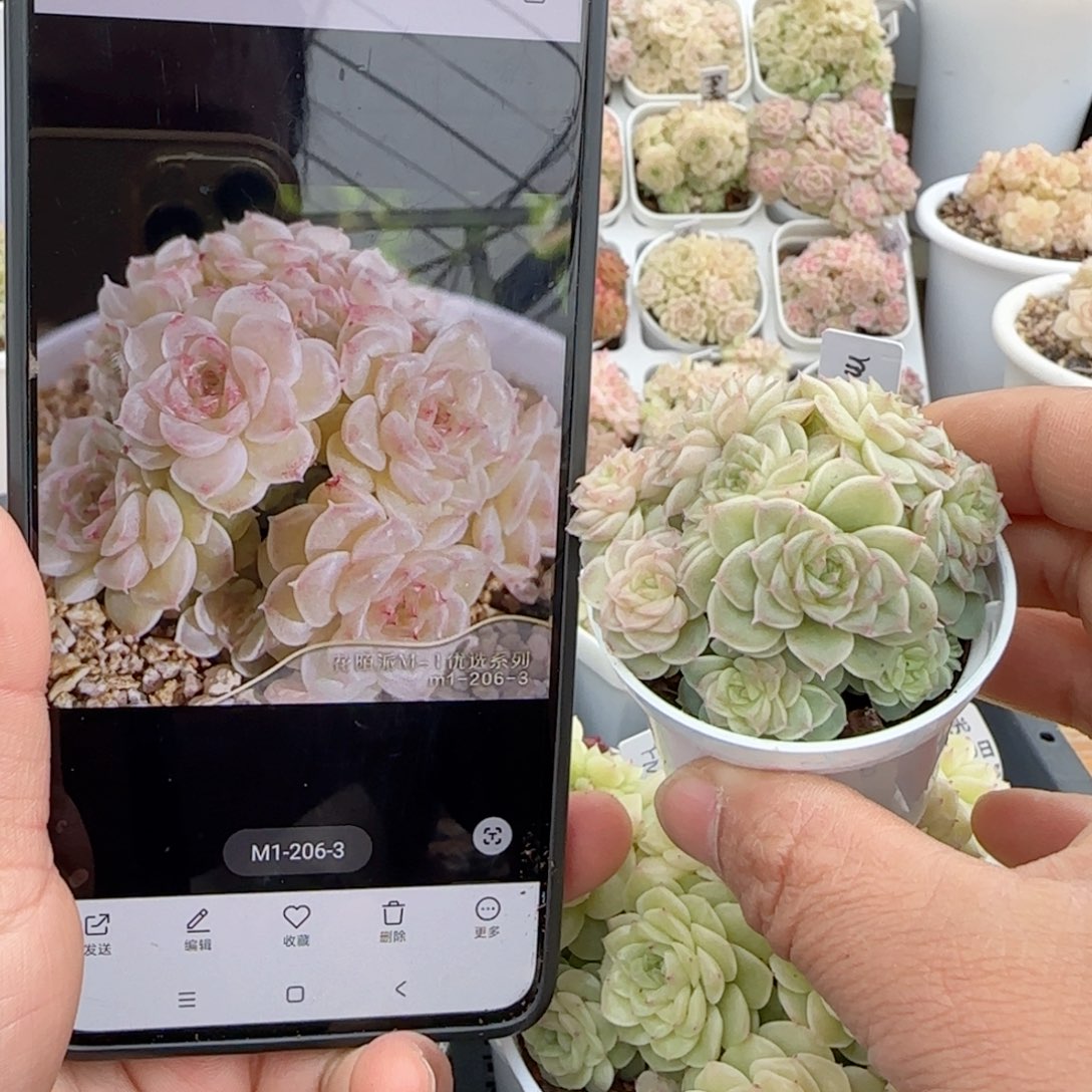 陈**儿【闪购商品】0130-33（m1-206-3）