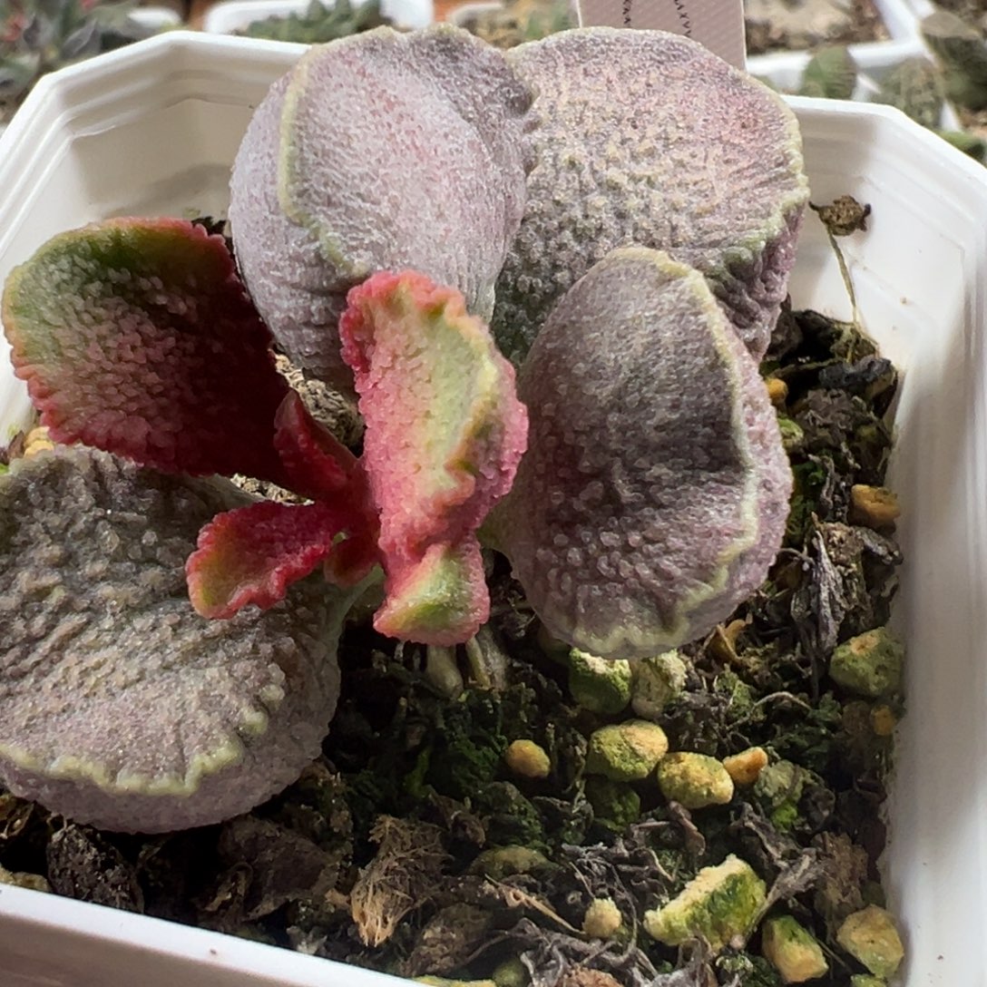 粉色福利款蝴蝶结单头纯木质桩