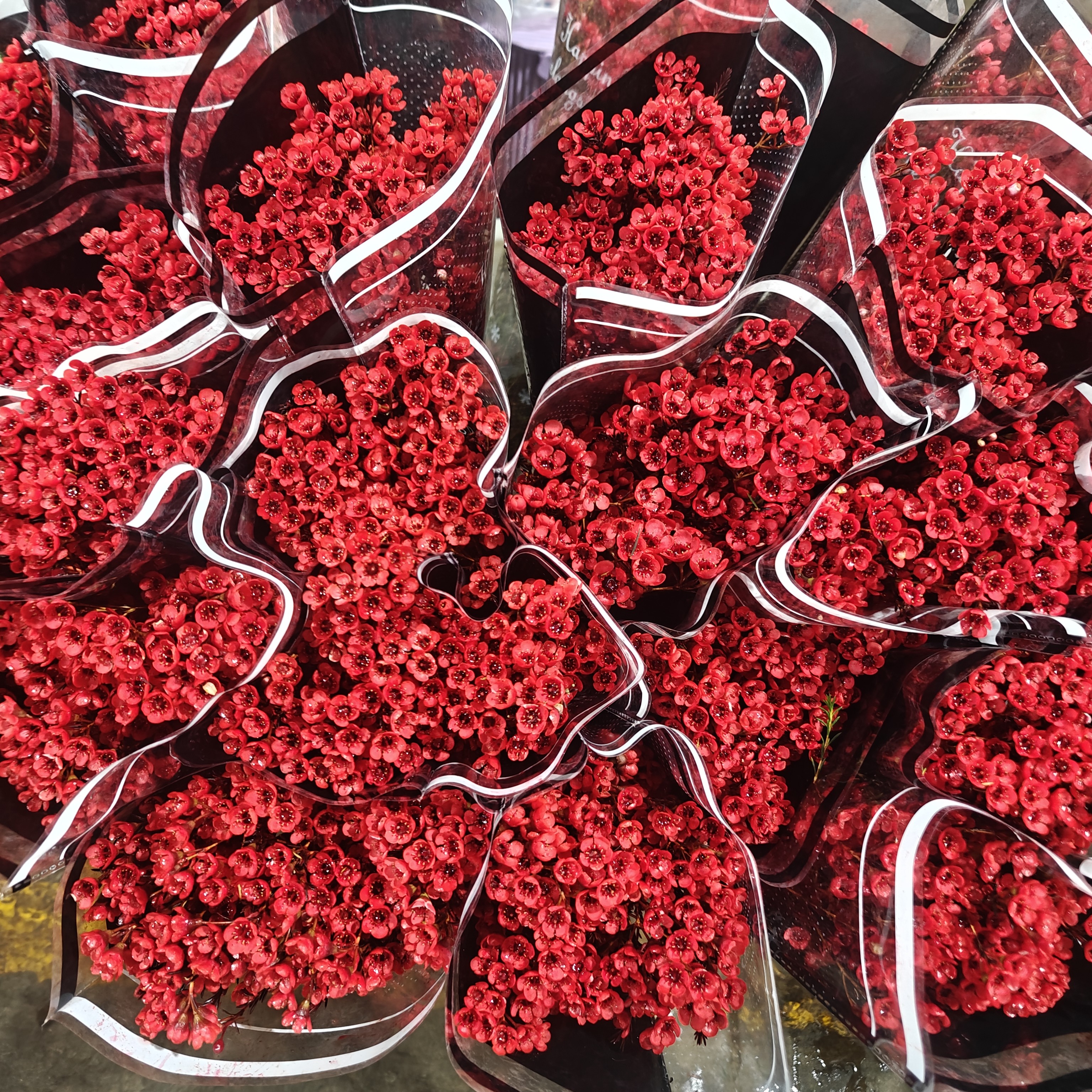 年宵花 红色腊梅包邮套餐 顺丰冷链包邮 偏远地区不包邮发中通