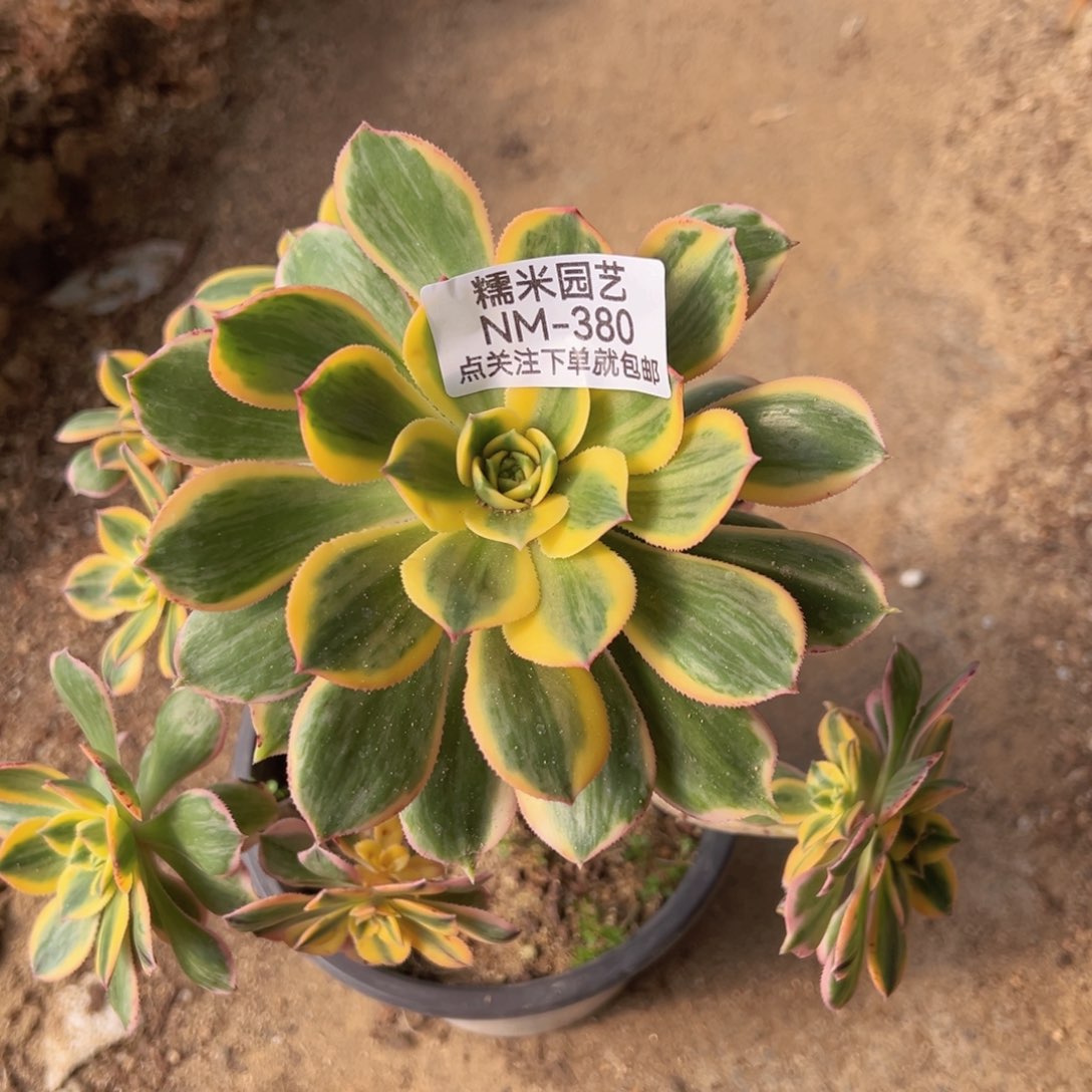 灿烂多肉植物380