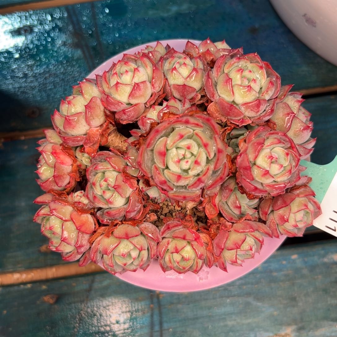 多肉一物一拍编号0208-111