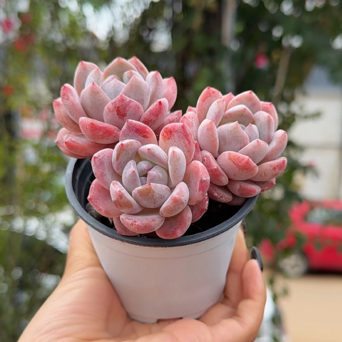 高桩橙梦露三头多肉植物9cm