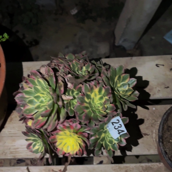 234海仙多肉植物不售后