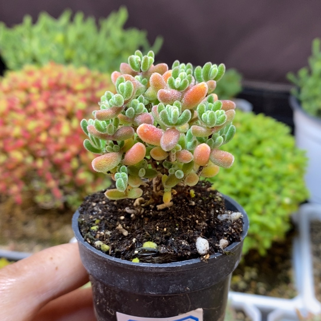 无花朵131号实生小星星枝干