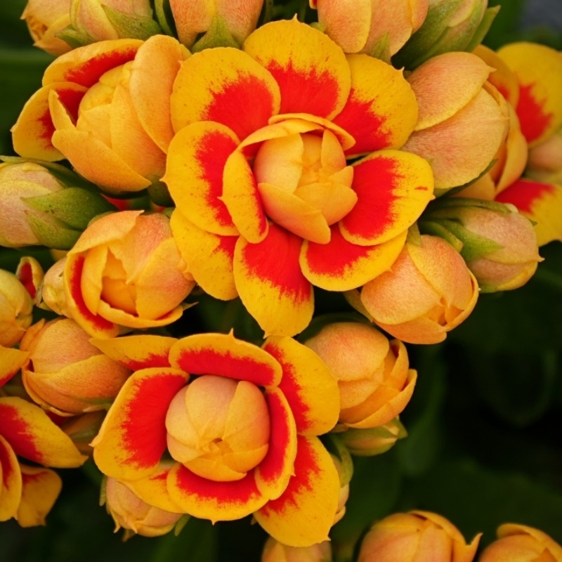 洛桑女神，大花110盆原盆原土三国花