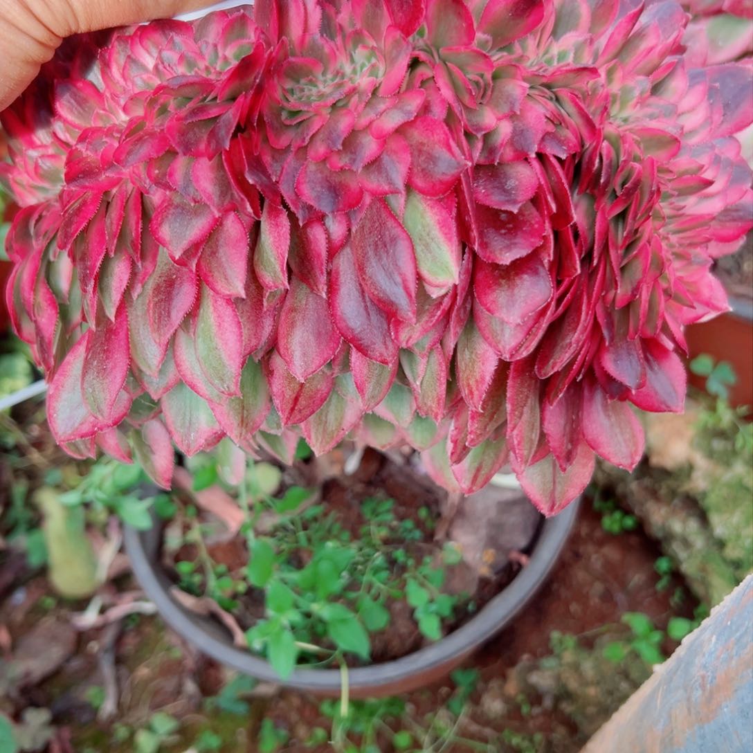 我1354 号多肉法师新年特价荔枝嫁接