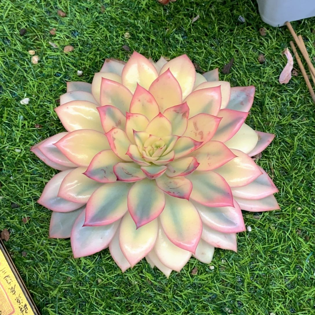 木***贝月光女神锦多肉植物大单