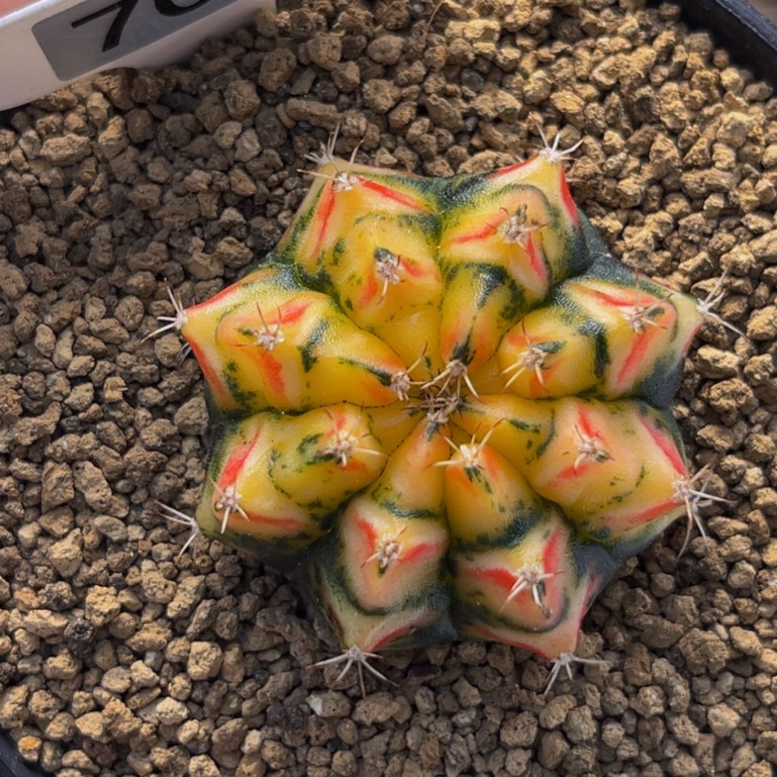 幻影骑士 米哈仙人球