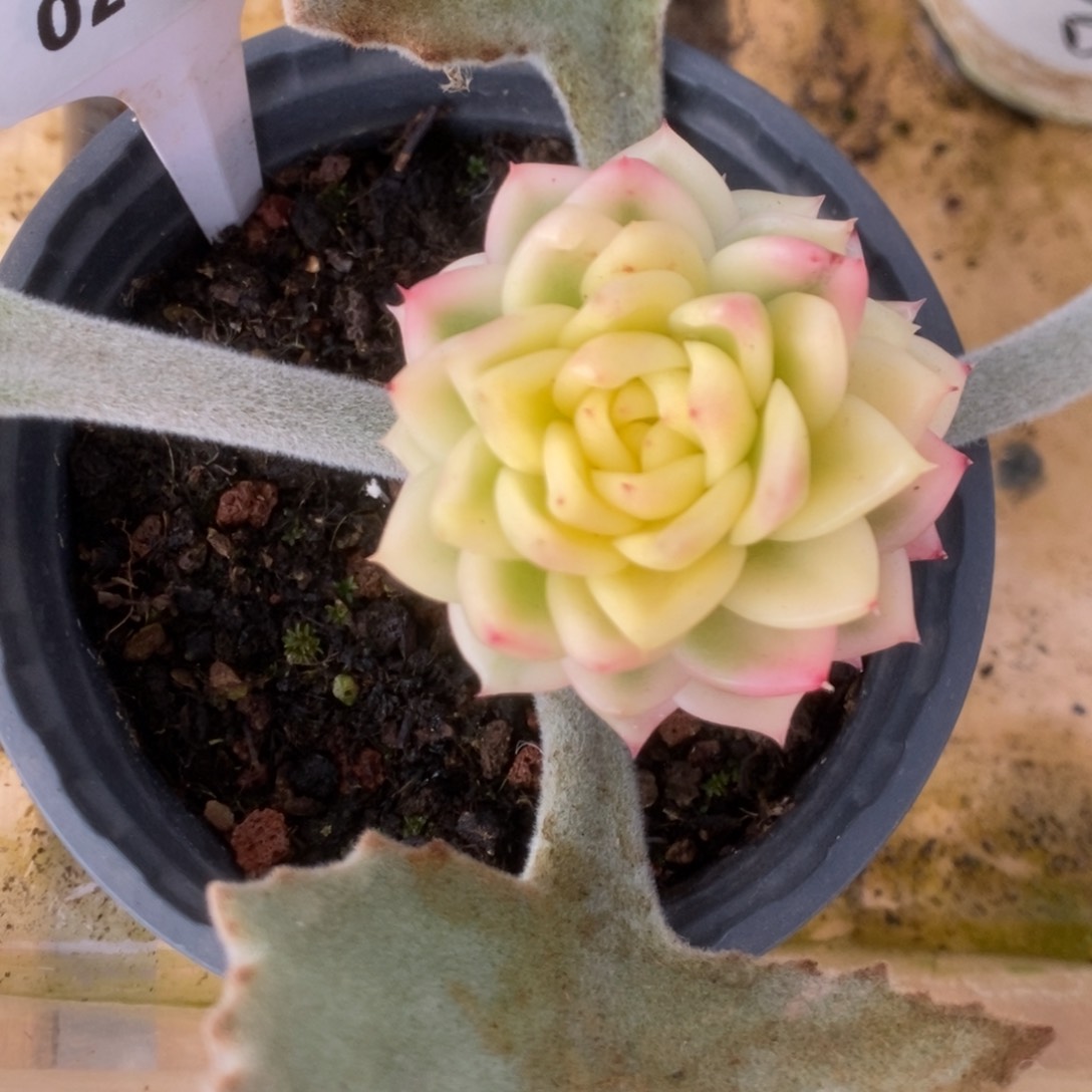 228佛罗瑞安娜叶心全了要砍