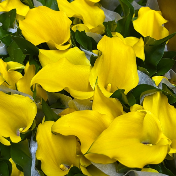 马蹄莲【黄色】高端切花盆栽多年生室内散射光花期长