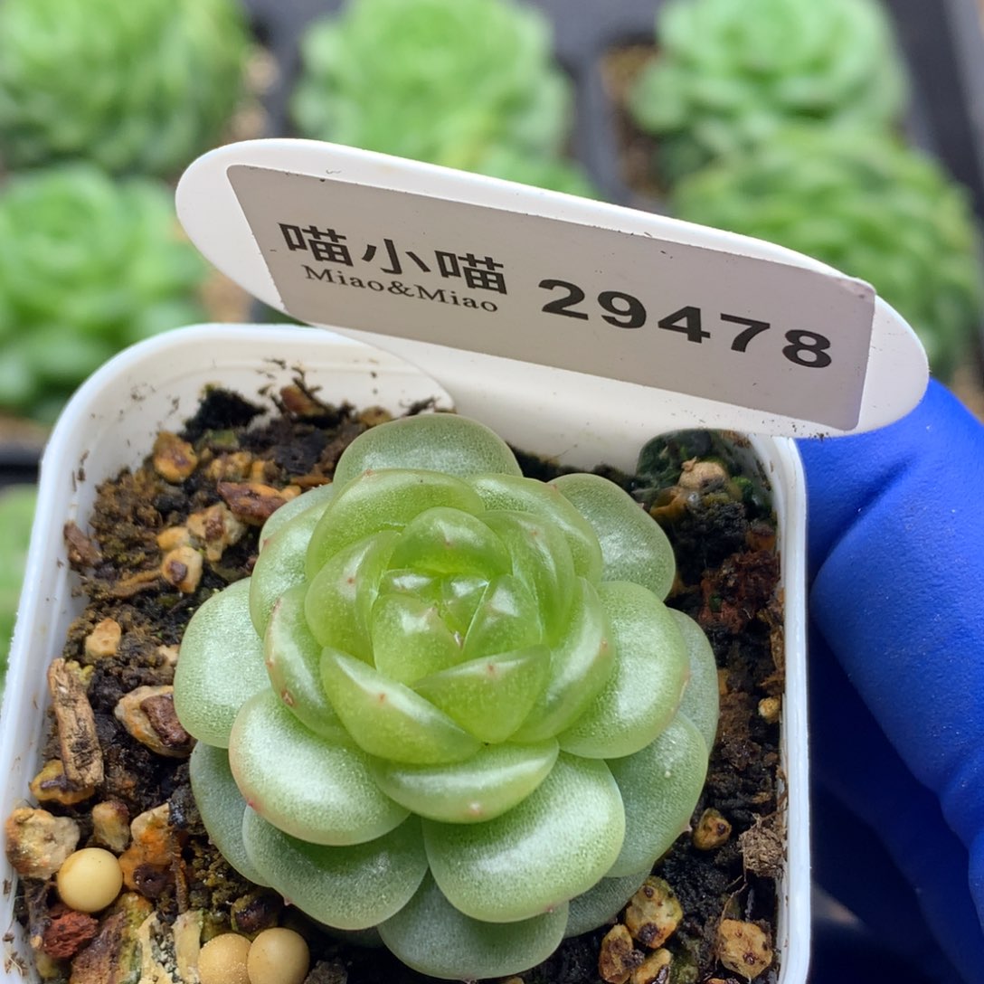 多肉植物杂交珍妮