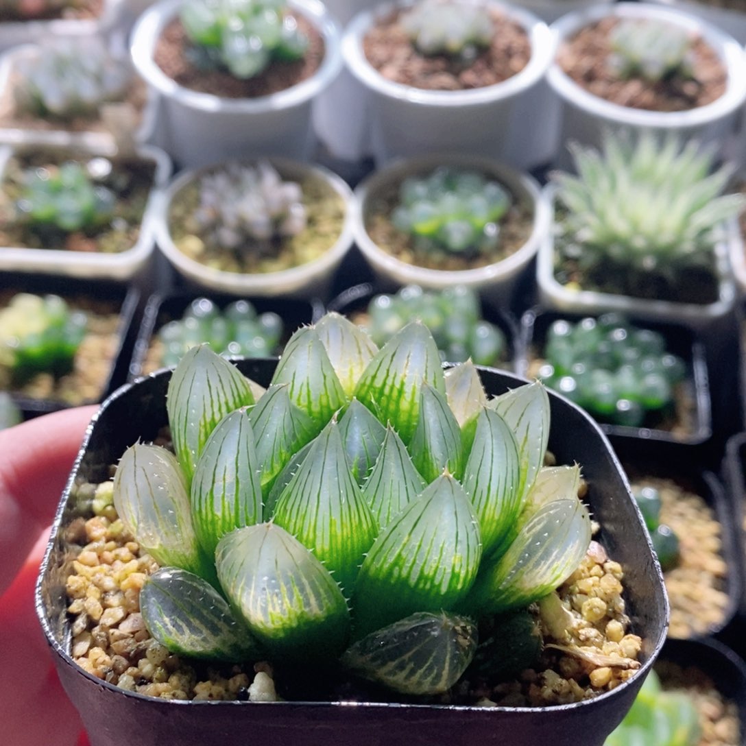 实生针管玉露多肉植物