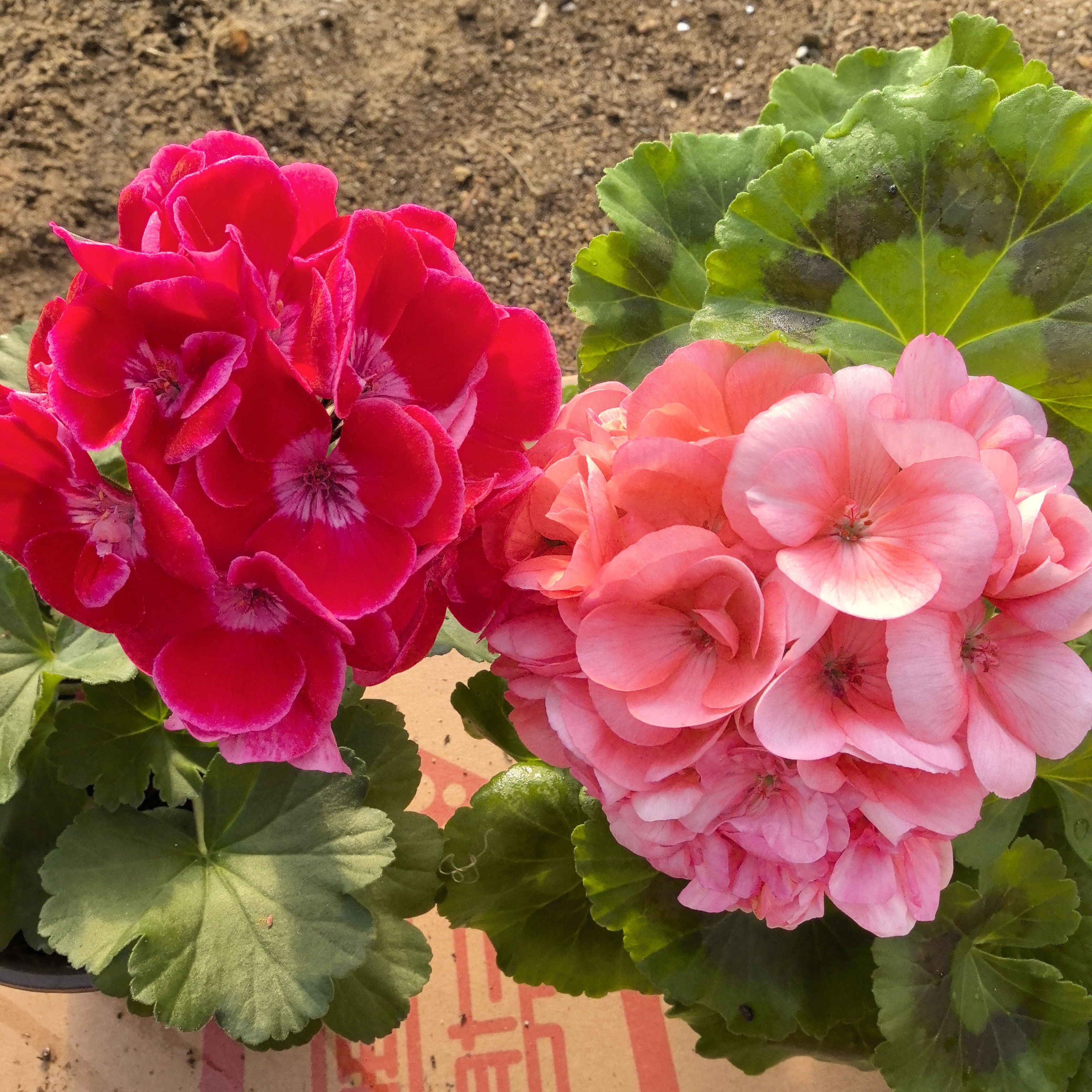 【英雄+菲舍857】2颗天竺葵组合   (包对版)勤花热销品种