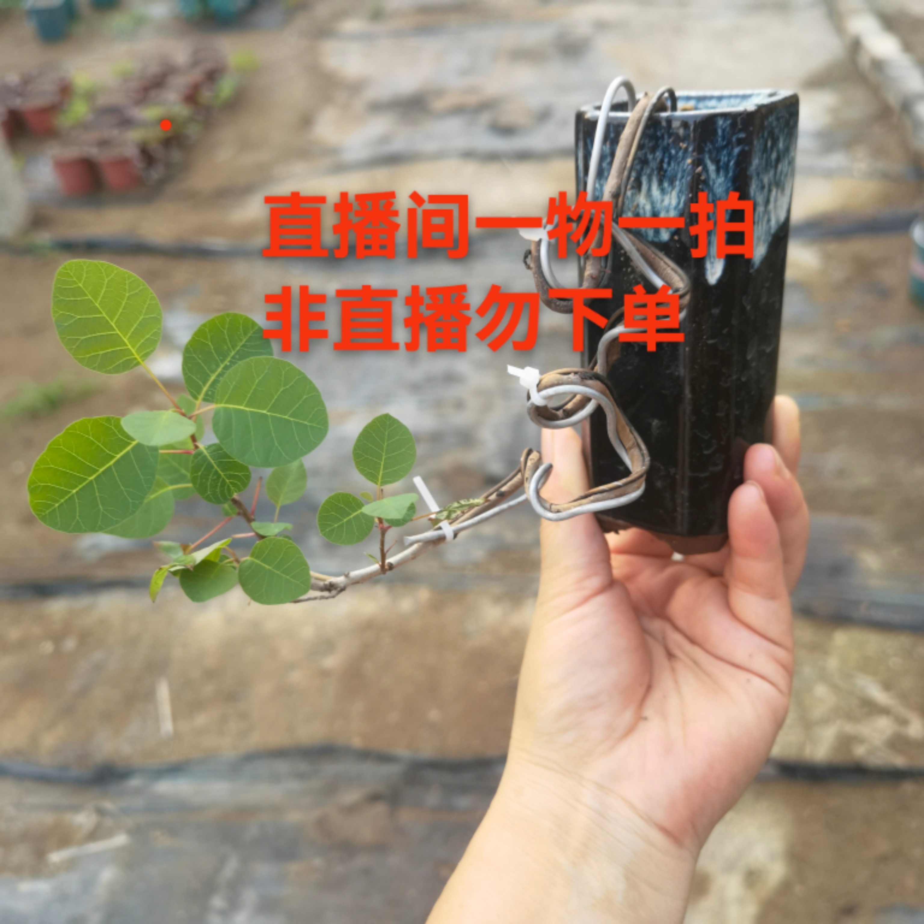 香山红叶黄栌.黄荆.直播链接.一物一拍.请勿乱拍