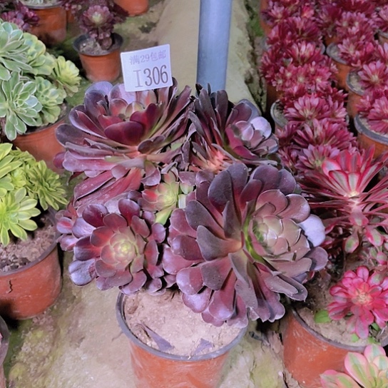 306花娜多肉植物