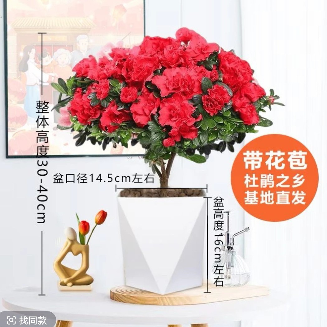 【花开富贵】杜鹃花带花苞送菱形盆四季开花庭院阳台室内花卉