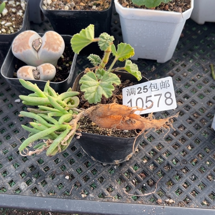 冰花578，一物一拍