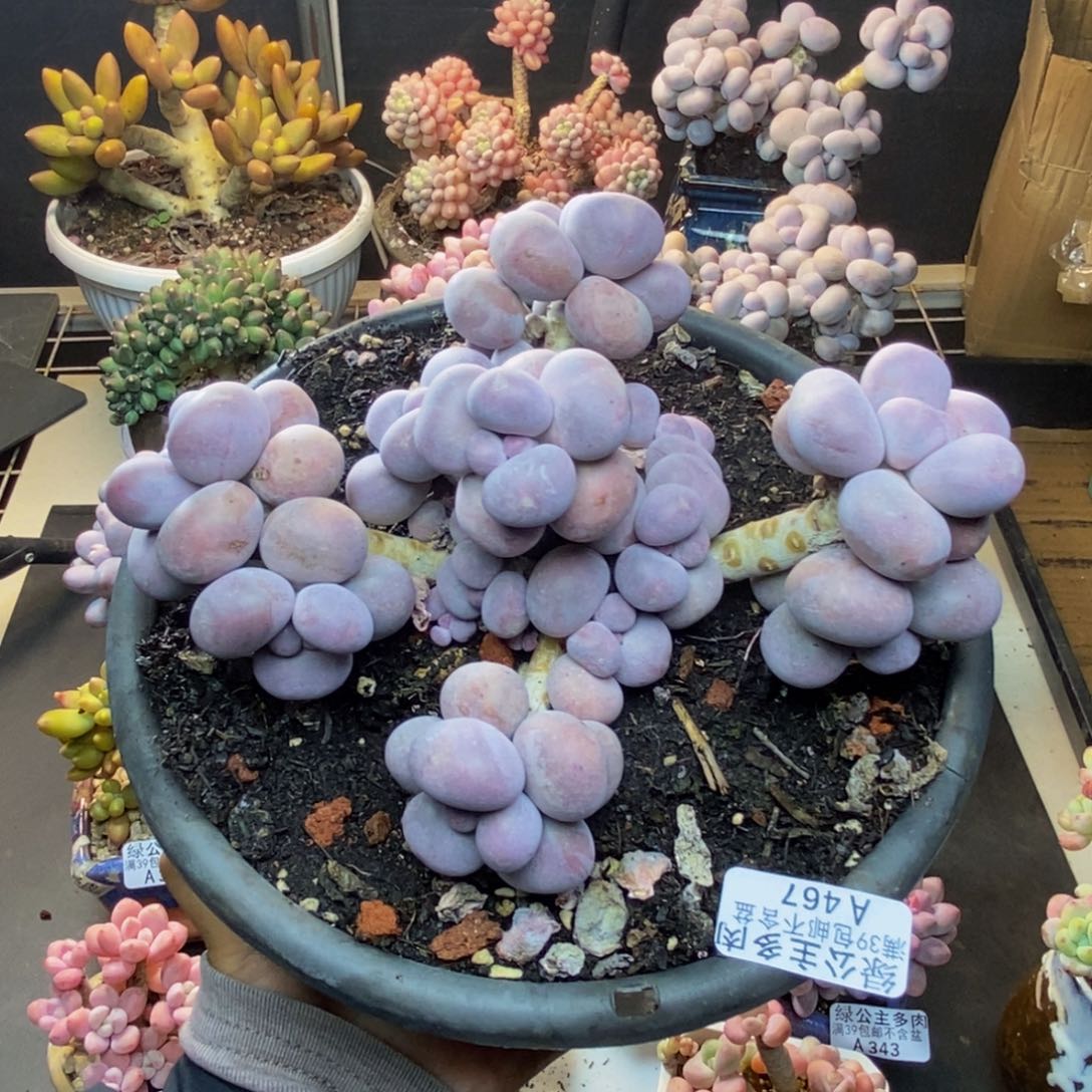 L****3467芭比奶多肉17c m