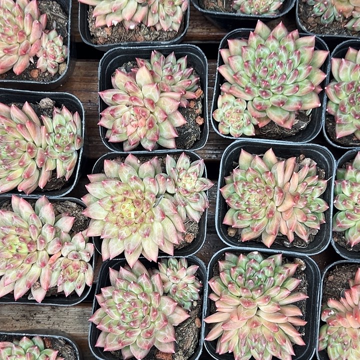 多头甲骨文。   福利多多