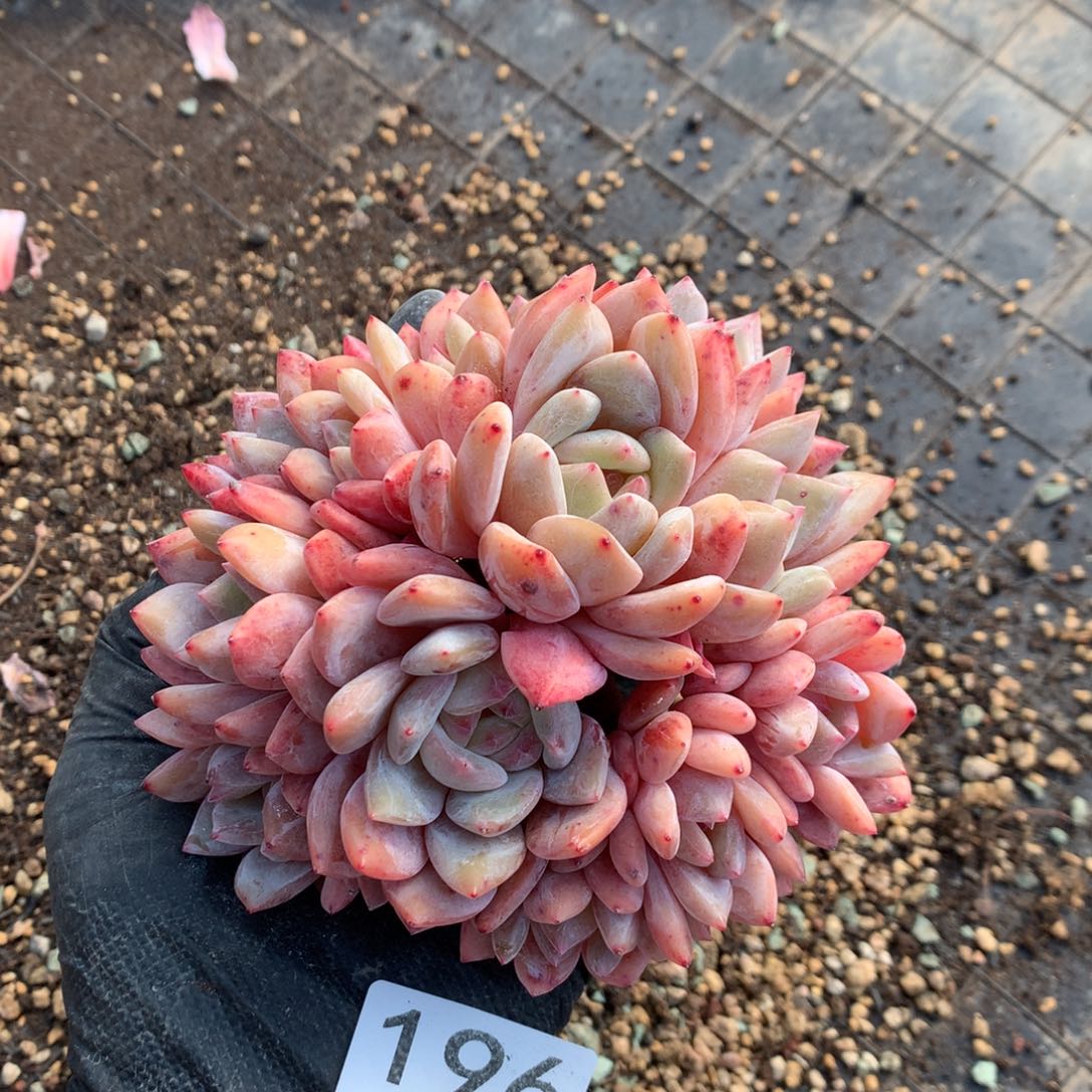 鱼***头196号新疆西藏内蒙古不包邮的，