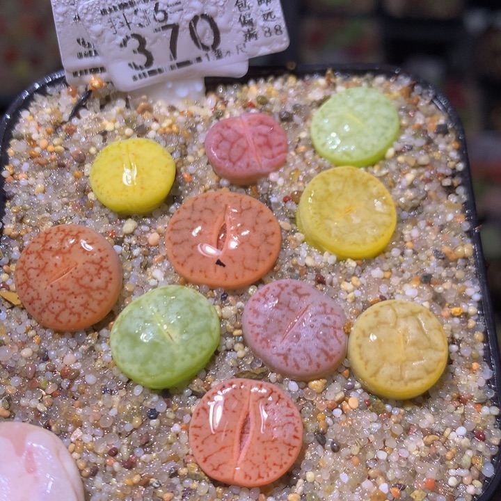 精品生石花36.370