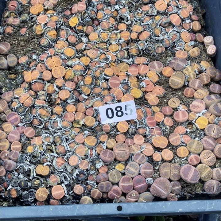 085 生石花一物一图初8陆续发货