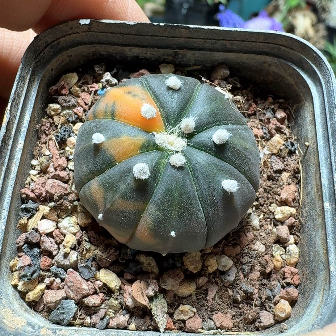 382兜锦脱土发货实生