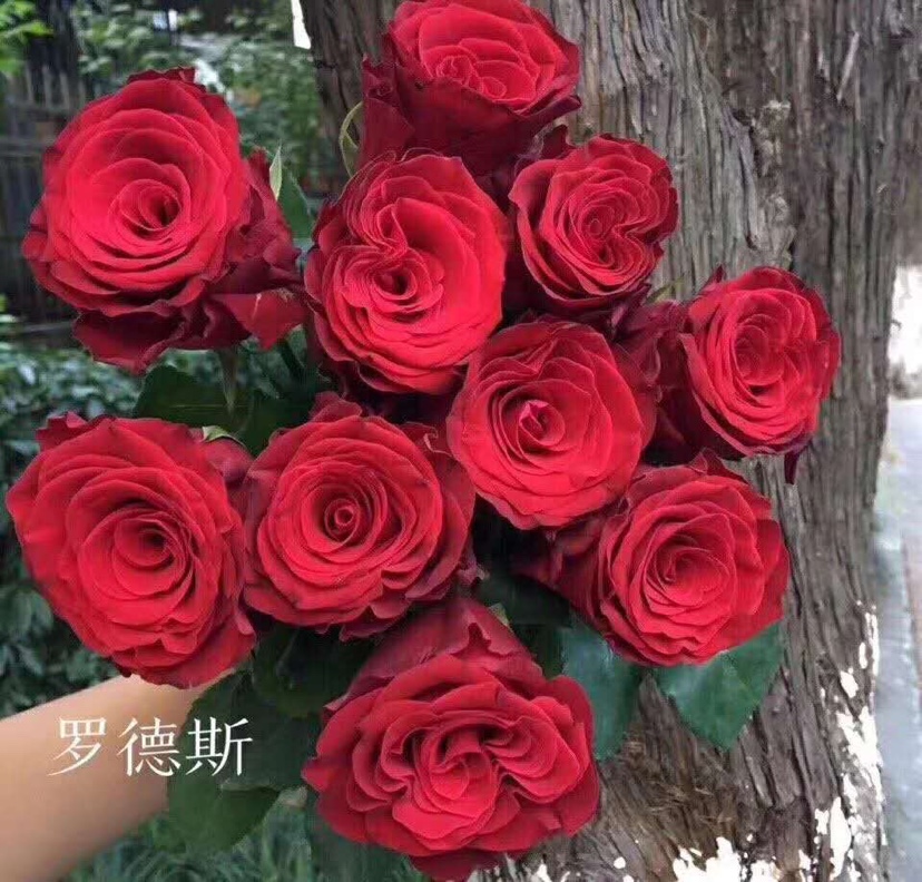 罗德斯中苗浓香月季