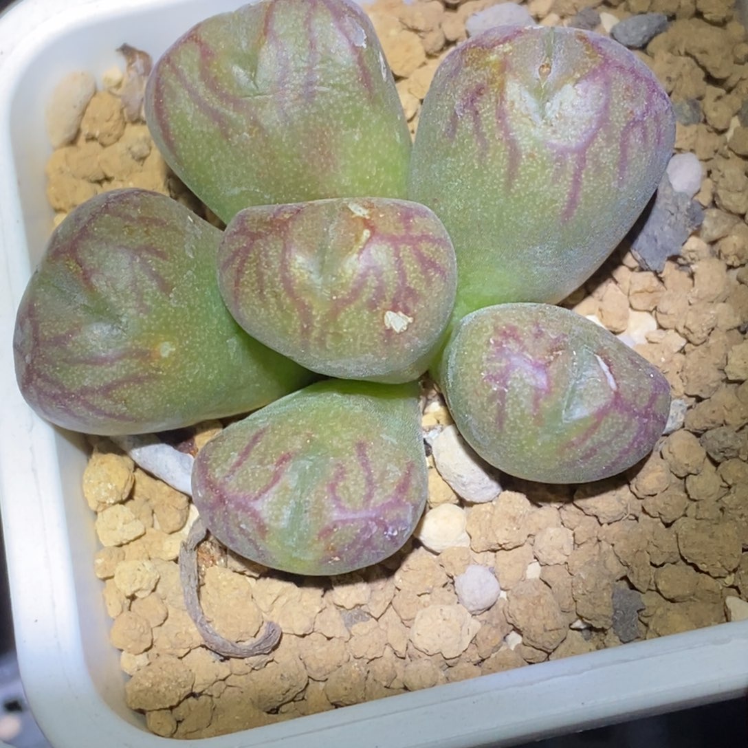 精品多肉植物火炬杂少将