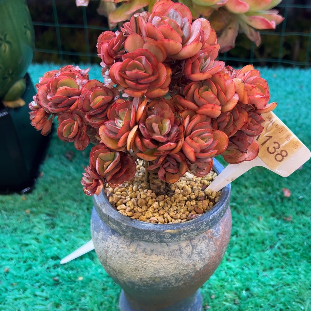 秀妍，，，，，，，，，，，，，