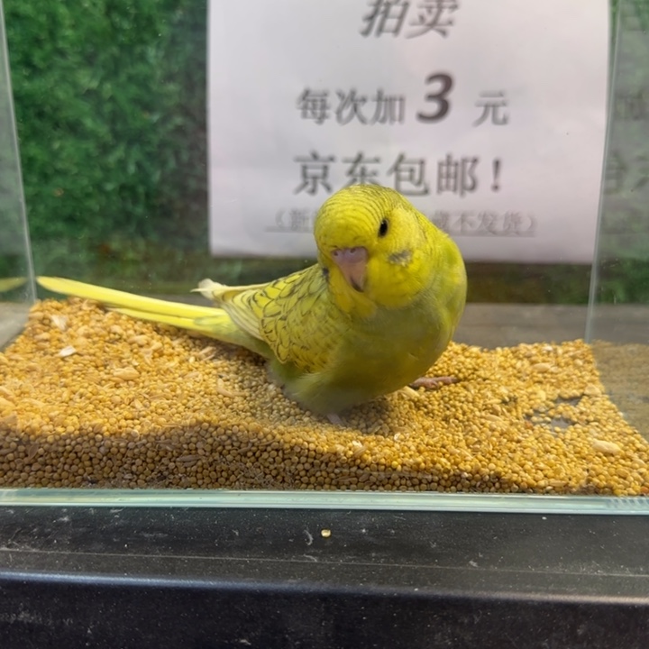 虎皮鹦鹉大头虎皮鹦鹉