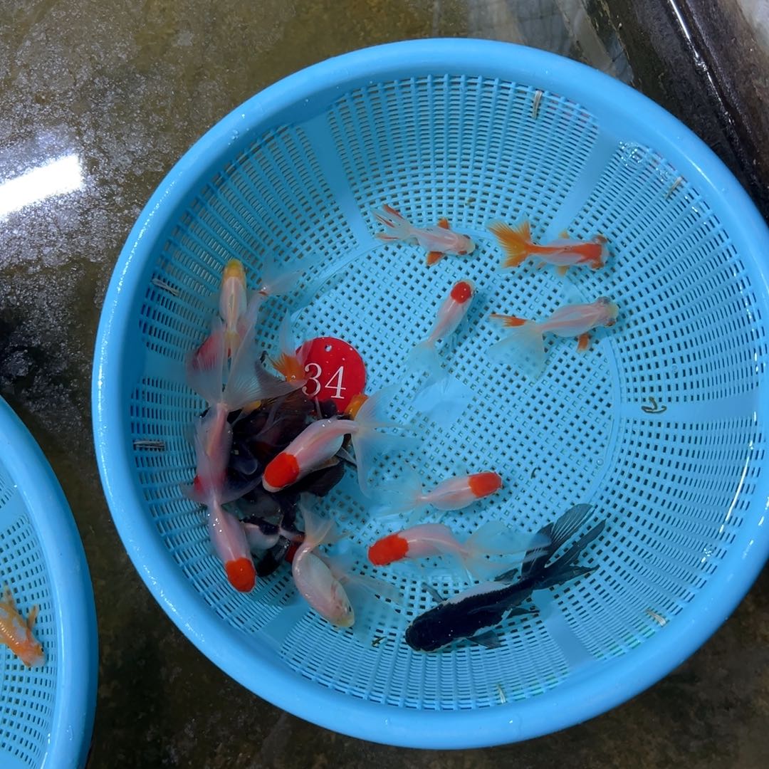 軌***⋆金鱼黑白国狮1条。 