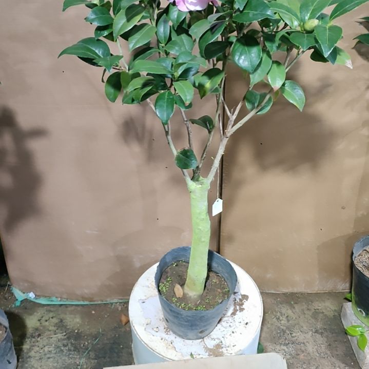 886乌马克，原盆原土发货，不包邮