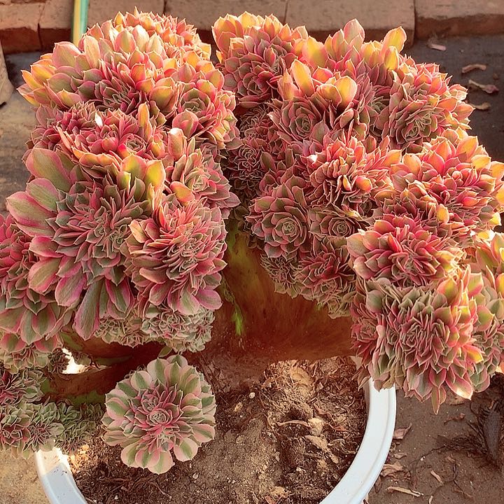 粉女郎缀化啊啊啊啊啊