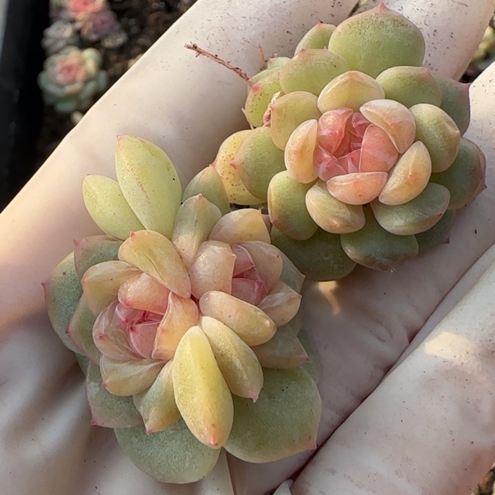 24 王者系列产品多肉一盒