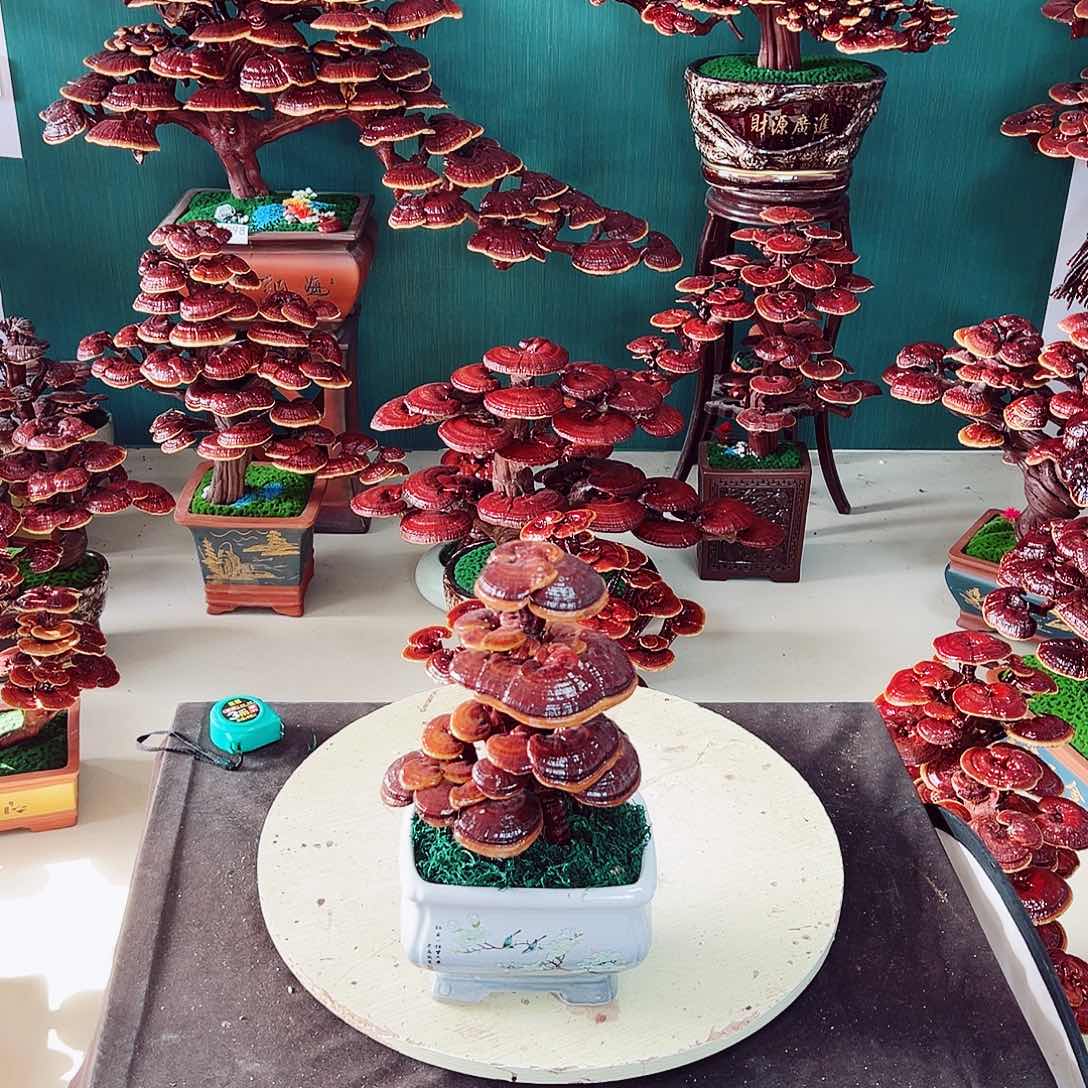 【闪购商品】无花朵