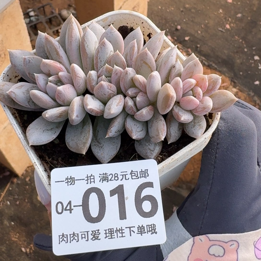 麦克白无盆土发货无