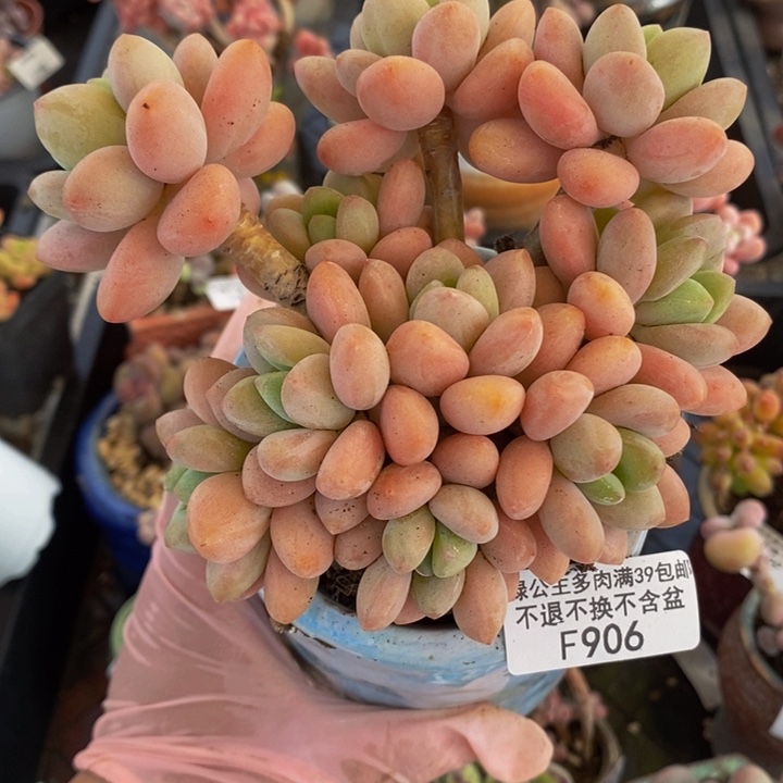 香水洛神老桩12cm906多肉植物