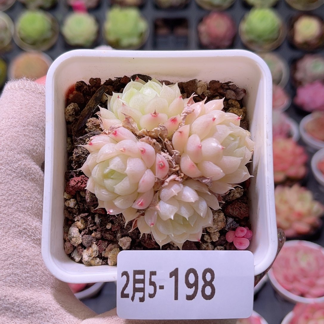 花利美5-198麦秆群