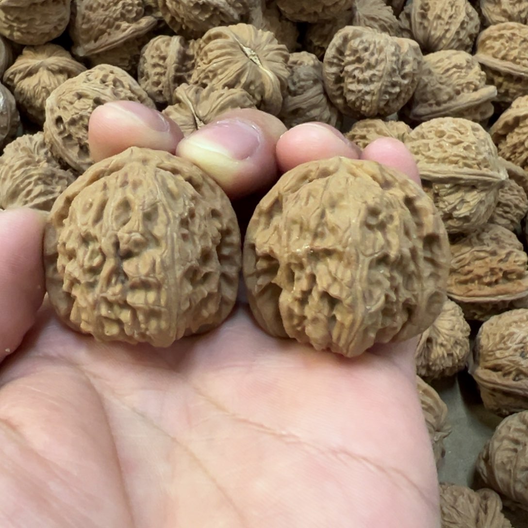 36尺全品无修三角白狮子头